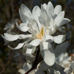 Star Magnolia